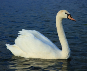 Mute-Swan-C